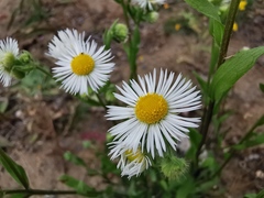 Erigeron annuus