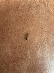 Odontomachus clarus