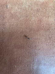 Odontomachus clarus