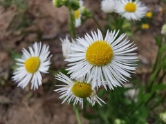 Erigeron annuus