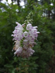 Physostegia digitalis
