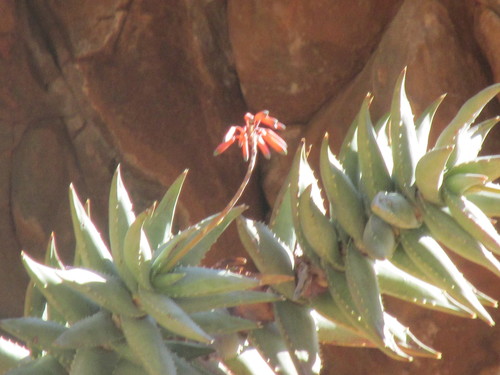 Aloe meyeri, photograph 6