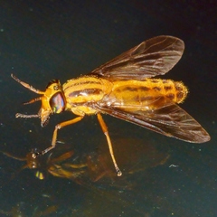 Chrysops vittatus