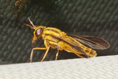 Chrysops vittatus