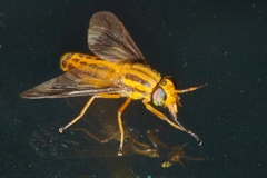 Chrysops vittatus