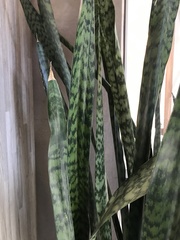 Sansevieria