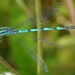Goblet-marked Damselfly - Photo (c) Valter Jacinto | Portugal, some rights reserved (CC BY-NC-SA)