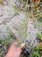 Pelargonium multiradiatum