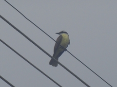 Pitangus sulphuratus