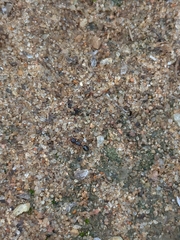 Myrmecina graminicola