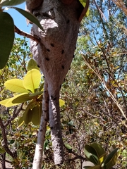 Parachartergus fraternus