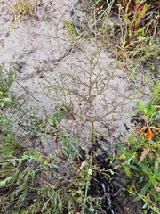 Pelargonium multiradiatum