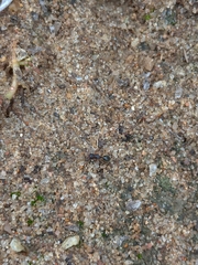 Myrmecina graminicola