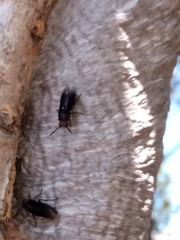 Parachartergus fraternus