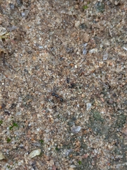 Myrmecina graminicola