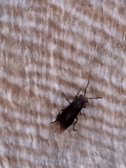 Parachartergus fraternus