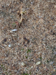 Myrmecina graminicola