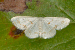 Scopula lautaria