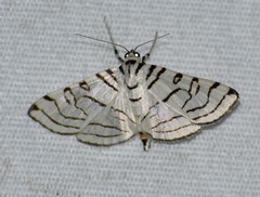 Conchylodes concinnalis