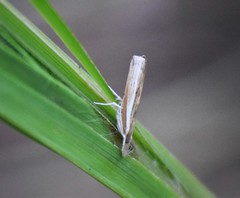 Fissicrambus profanellus