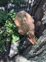 Cerioporus squamosus