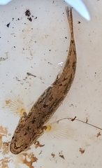 Gobiomorphus australis