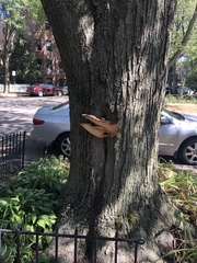 Cerioporus squamosus