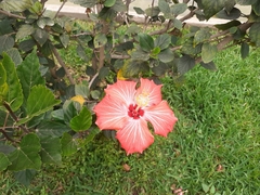 Hibiscus rosa-sinensis