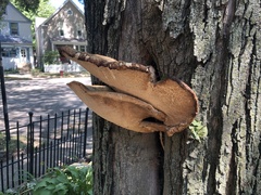 Cerioporus squamosus