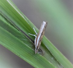 Fissicrambus profanellus
