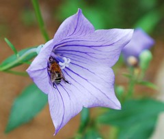 Amegilla florea