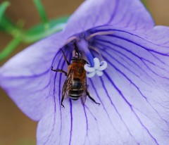 Amegilla florea