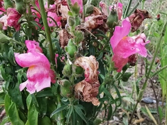 Antirrhinum majus
