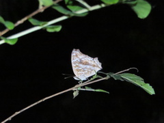 Junonia lemonias aenaria