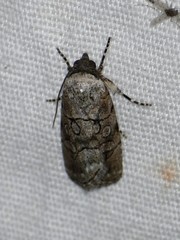 Sympistis sectiloides