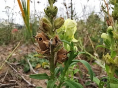 Antirrhinum majus