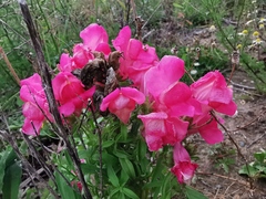 Antirrhinum majus