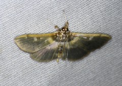 Apilocrocis brumalis