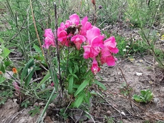 Antirrhinum majus