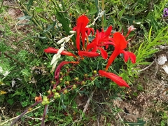 Crocosmia masoniorum × paniculata