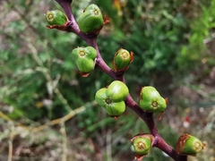 Crocosmia masoniorum × paniculata