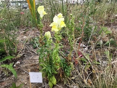 Antirrhinum majus