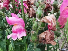 Antirrhinum majus