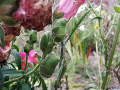 Antirrhinum majus