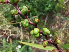 Crocosmia masoniorum × paniculata