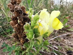Antirrhinum majus