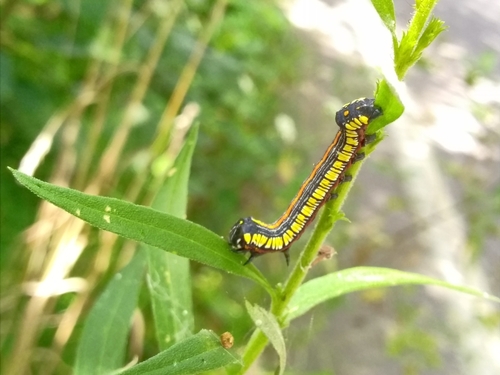 Cucullia convexipennis photographed on goldenrod