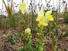 Antirrhinum majus
