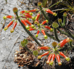 Erica massonii