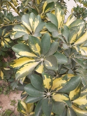 Heptapleurum arboricola